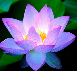 lotus