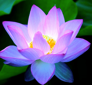 lotus