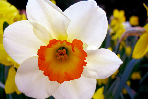 narcissusflower