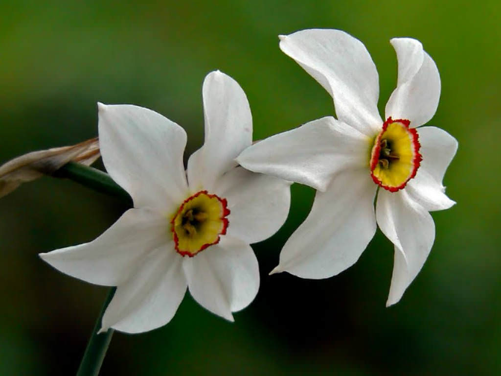 narcissusflower