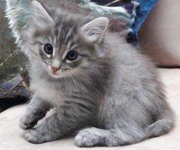 kitten