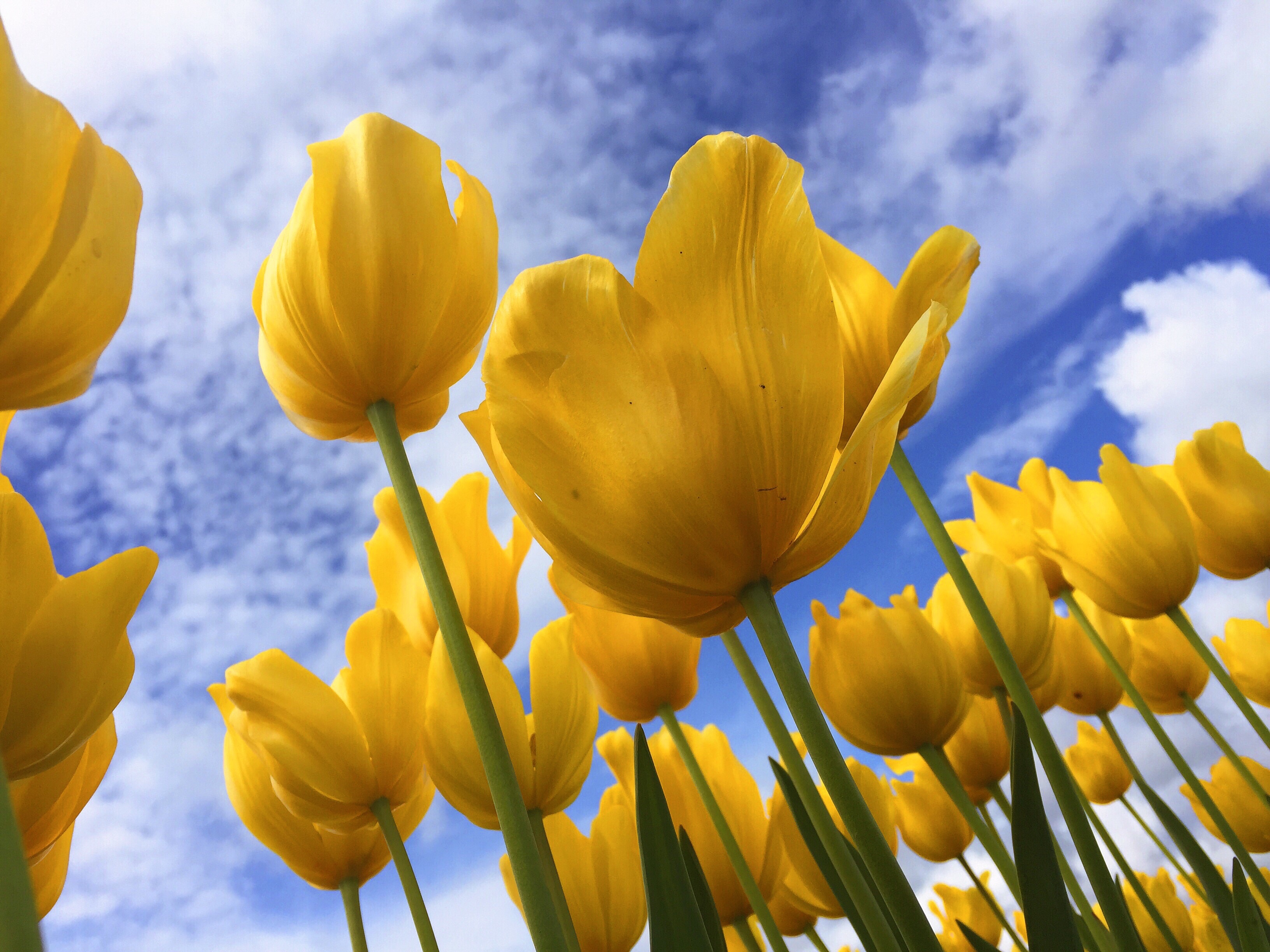 tulips